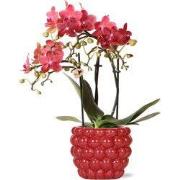 Kolibri Orchids | rode Phalaenopsis orchidee  Congo + Berry sierpot  p...