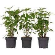Bolhortensia - Set van 3 - Hydrangea 'Strong Annabelle' - Hoogte 30-40...