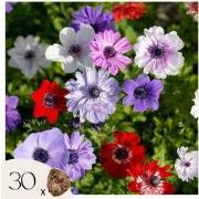 Anemoon - Set van 30 - Anemoon de Caen - Bloembollen