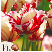 Tulpenbollen - Set van 14 - Tulipa 'Estella Rijnveld' - Bloembollen - ...