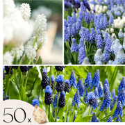 Blauwe Druifjes - Set van 50 - Muscari 'Magic Mix' - Bloembollen