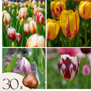 Tulpenbollen - Set van 30 - Tulipa 'Flaming Beauty Mix' - Bloembollen