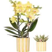 Kolibri Orchids | Set van gele orchidee Albenga en succulent in Painte...