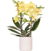 Kolibri Orchids | Gele orchidee Albenga + Floral sierpot lichtblauw - ...
