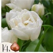 Tulpenbollen - Set van 14 - Tulipa 'Mondial' - Bloembollen