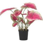 Kunstplant caladium – Hoogte 60cm