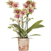 Kolibri Orchids | Oranje gele phalaenopsis orchidee potmaat Ø9cm | Gro...