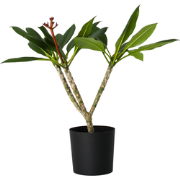 Frangipani wit - Plumeria rubra 'White' - Hoogte 55-70cm - ?17cm