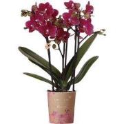 Kolibri Orchids | Paarse phalaenopsis orchidee potmaat Ø9cm | Chamonix...