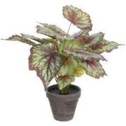 Begonia red in pot Stan grey d13,5cm - h40xd38cm