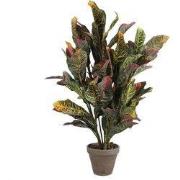 Croton green in pot Stan grey d15,5cm - h73xd40cm