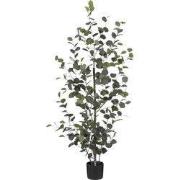 Eucalyptus in pot green - h150xd30cm