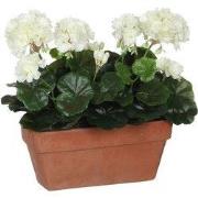 Geranium white in balcony tray terra - l29xw13xh40cm