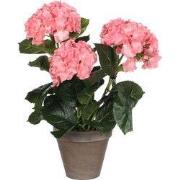 Hydrangea pink in pot Stan grey d13,5cm - h40xd35cm