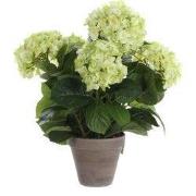 Hydrangea cream in pot Stan grey d13,5cm - h45xd45cm