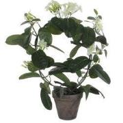 Stephanotis white in pot Stan grey d13,5cm - h50xd40cm