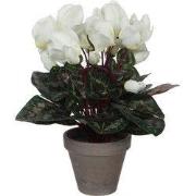Cyclamen white in pot Stan grey d11,5cm - h30xd30cm