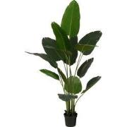 Banana tree in pot green - h180xd30cm