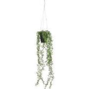 Senecio hanging in pot green - l68xd9cm