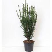 Taxus media hillii 60-100 cm