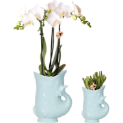 Kolibri Orchids | Planten set Fish Turquoise | Set met witte Phalaenop...