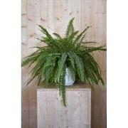 Koningsvaren in witte pot Elho