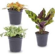 URBANJNGL - Terrariumplantenpakket Lancifolia - 3 planten - Lancifolia...