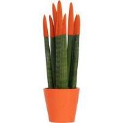Afrikaanse Speerplant - Sansevieria cylindrica - Hoogte 20-40cm - Pot ...
