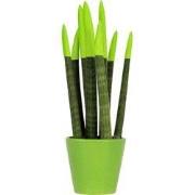 Afrikaanse Speerplant - Sansevieria cylindrica - Hoogte 20-40cm - Pot ...
