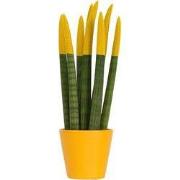 Afrikaanse Speerplant - Sansevieria cylindrica - Hoogte 20-40cm - Pot ...