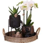 Cadeauset orchidee 'Copper XL' - Phalaenopsis - Hoogte 35cm