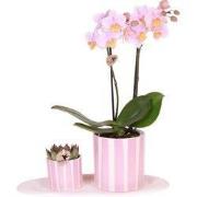 Cadeauset orchidee 'Pink S' - Phalaenopsis - Hoogte 30cm