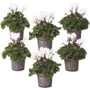 Perzisch cyclaam - Set van 6 - Cyclamen 'Metis White' - Hoogte 10-20cm...