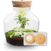 URBANJNGL - Little Joe - Planten Terrarium met licht - DIY kit - Ecosy...