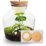 URBANJNGL - Little Joe - Planten Terrarium met licht - DIY kit - Ecosy...