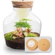 URBANJNGL - Little Joe - Planten Terrarium met licht - DIY kit - Ecosy...