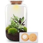 URBANJNGL - Sven XL Botanisch - Planten Terrarium met licht - DIY kit ...