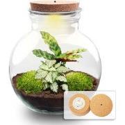 URBANJNGL - Teddy - Planten Terrarium met licht - DIY kit - Ecosysteem...