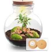 URBANJNGL - Teddy Bonsai - Planten Terrarium met licht - DIY kit - Eco...