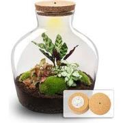 URBANJNGL - Fat Joe Red - Planten terrarium met licht - DIY kit - Ecos...