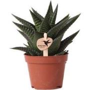 Kolibri Greens | Groene plant - Succulent Haworthia Limifolia potmaat ...