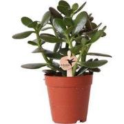 Kolibri Greens | Groene plant - Succulent Crassula Ovata potmaat Ø9cm ...