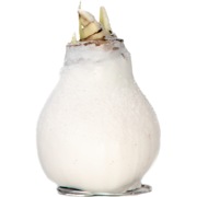 Amaryllis - Hippeastrum 'Wax Snow White' - Bloembol - Rood