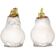 Amaryllis - Hippeastrum 'Wax White' - Bloembol - Rood