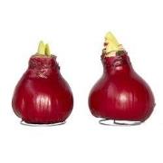 Amaryllis - Hippeastrum 'Wax Bordeaux' - Bloembol - Rood