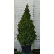 Gewone kerstboom in pot Picea Conifeer 100-150 cm