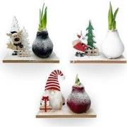 Amaryllis - Set van 3 - Hippeastrum 'Winter Wonderland Mix'