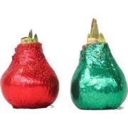 Amaryllis - Hippeastrum 'Glitter Duo'  - Rood en groen