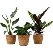 Mix van 3 kamerplanten incl. mandjes - Hoogte 25-40cm - ?12cm