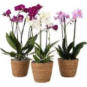 Vlinderorchidee - x3 - Phalaenopsis Multiflora in mand - Hoogte 35-45c...